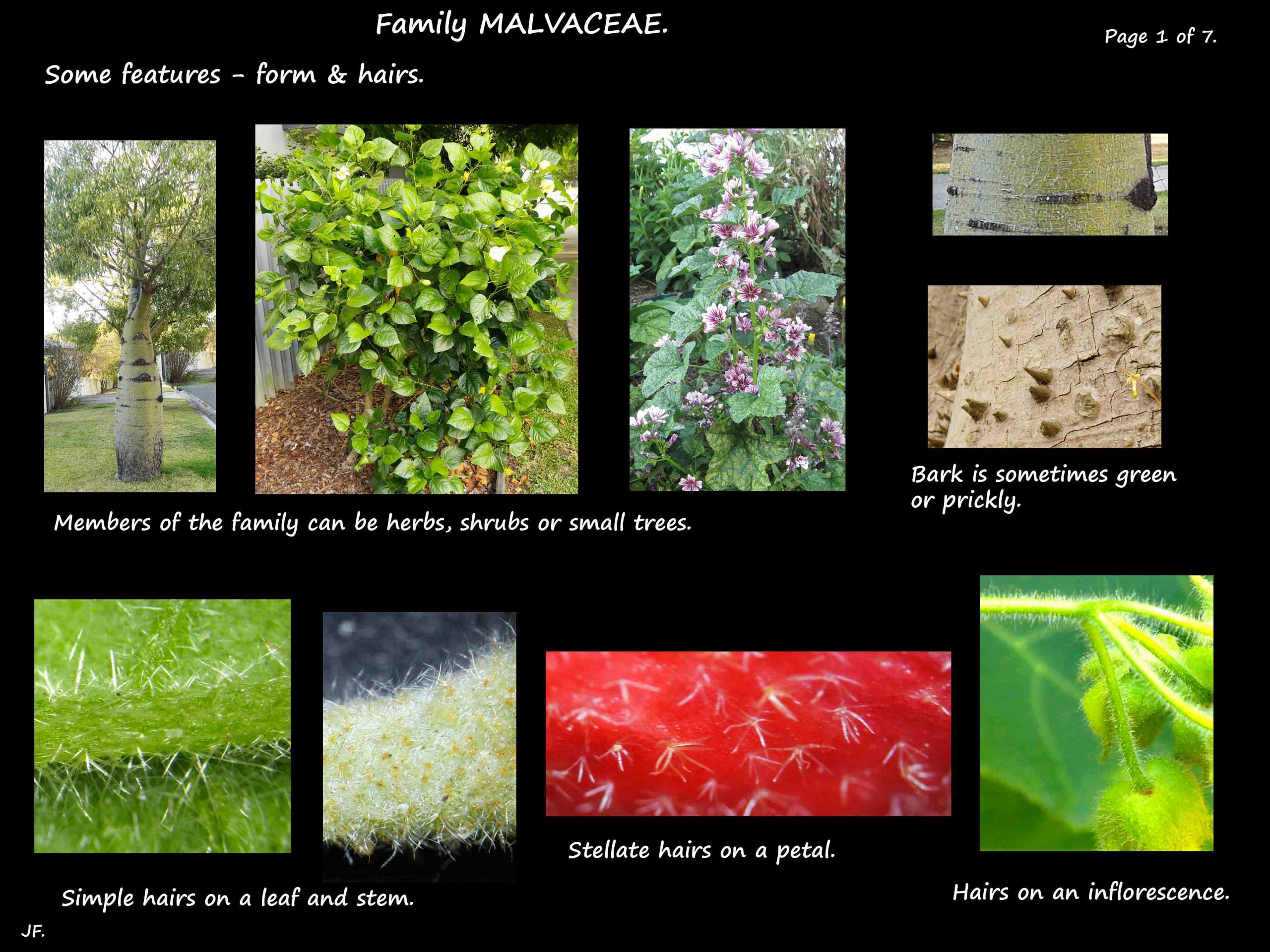 1 Stellate hairs & prickles in Malvaceae